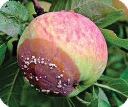 Болезнь яблонь и груш – Плодовая гниль (монилиоз)